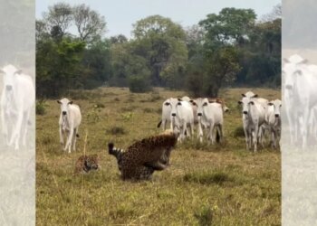 Vídeo registra onças-pintadas brigando por território no Pantanal