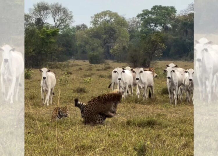 Vídeo registra onças-pintadas brigando por território no Pantanal