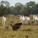 Vídeo registra onças-pintadas brigando por território no Pantanal