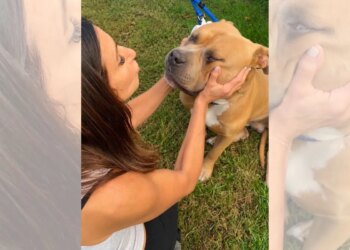 Vítima de maus-tratos, pit bull de 54 kg emociona protetores em resgate