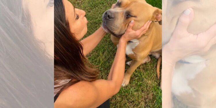 Vítima de maus-tratos, pit bull de 54 kg emociona protetores em resgate