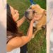 Vítima de maus-tratos, pit bull de 54 kg emociona protetores em resgate